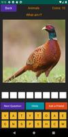 Animal Quiz Plakat