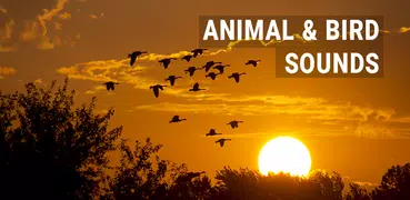 Звуки животных и птиц