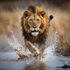 Sons de animais APK