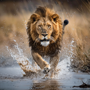 Sons de animais APK