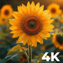 Sunflower Wallpapers 4K - HD APK