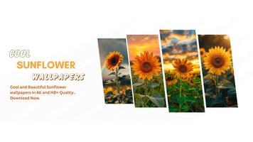 Sunflower Wallpapers 4K - HD 海报