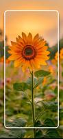 Sunflower Wallpapers 4K - HD 截图 2