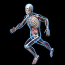 Human Anatomy AR APK