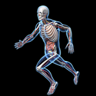 İnsan Anatomisi AR simgesi