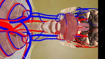 Human Anatomy AR 海報