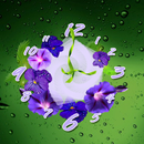 Flor reloj papel pintado APK