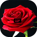 Beautiful flowers and roses Images Gif aplikacja