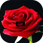 Beautiful flowers and roses Images Gif 아이콘