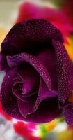 Poster Beautiful flowers and roses Images Gif