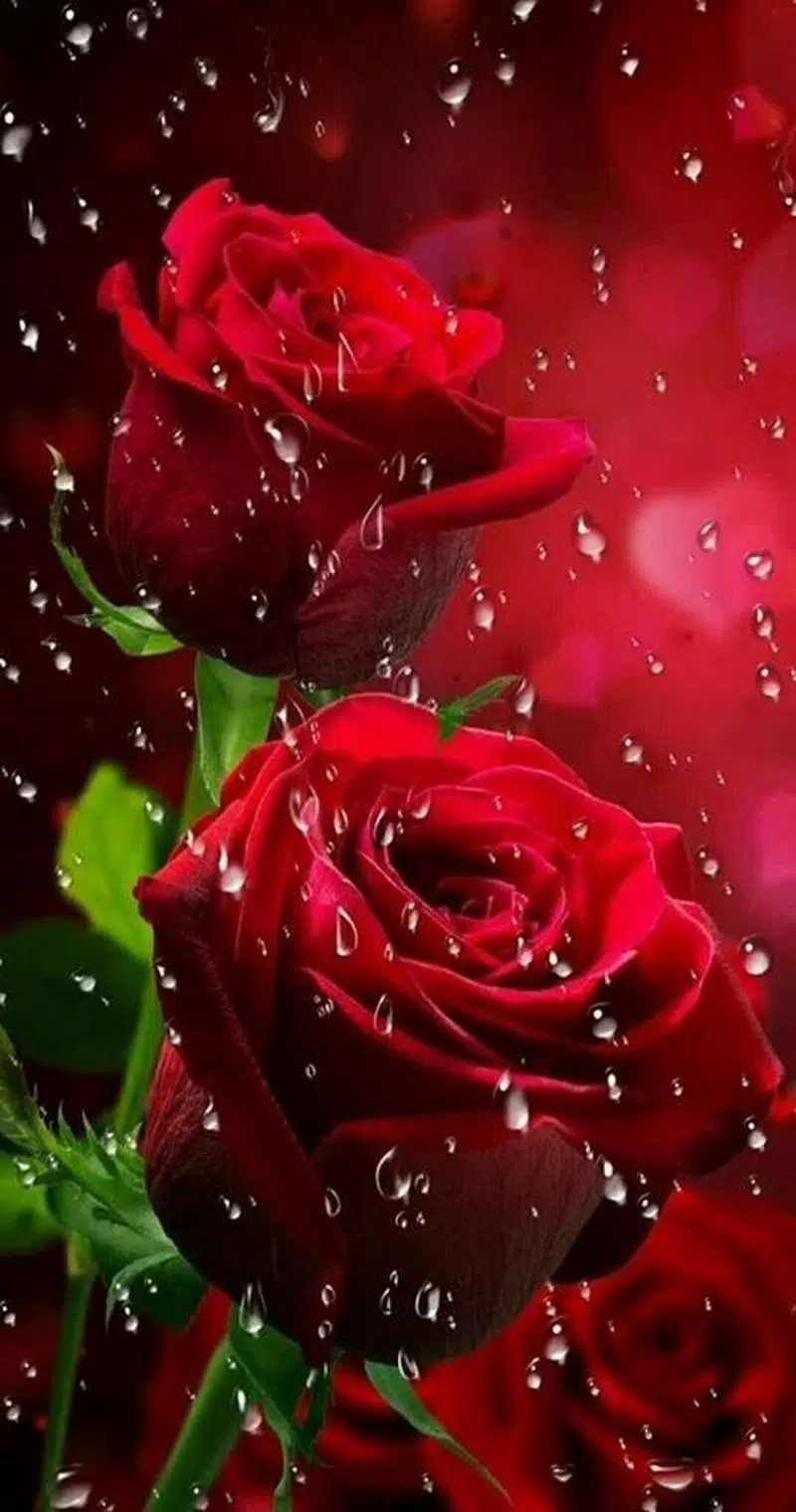 Beautiful flowers and roses Images Gif APK for Android Download