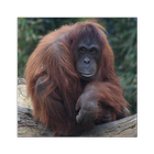 Dublin Zoo Visitor App icono