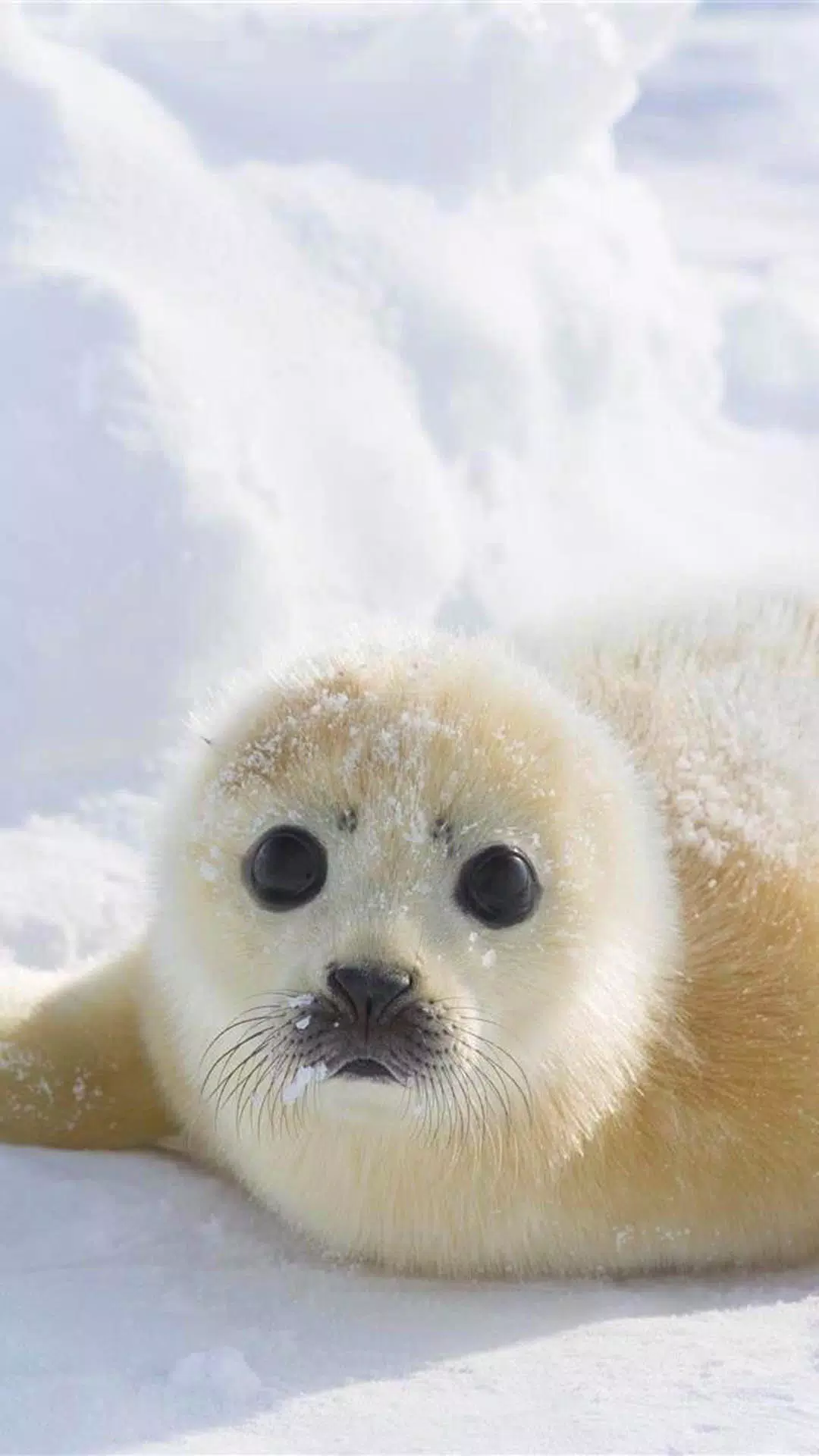 Tải xuống APK Harp Seal HD Wallpapers cho Android Tải xuống APK Harp Seal HD Wallpapers cho Android