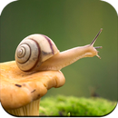 Snail Wallpaper HD APK
