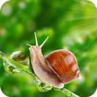 Snail Wallpaper icône