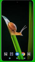 Snail Wallpaper capture d'écran 3