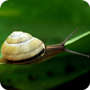 Cute Snail Wallpaper APK
