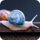 Snail Wallpaper-APK