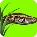 Snake Sounds