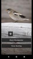Bird Quiz: Aves Europe 截图 2