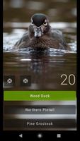 Little Bird Quiz: Aves Europe screenshot 1