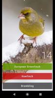 Little Bird Quiz: Aves Europe syot layar 3