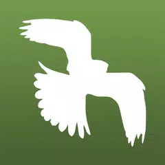 Little Bird Guide: Aves Europe APK download