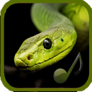 Real snake sounds APK