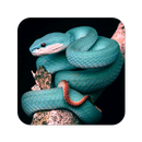 Snake Wallpaper APK