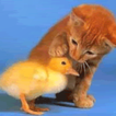 Funny GIF'S  and stickers
