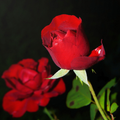 Rose Gif and Wallpaper