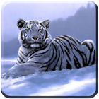 Tiger Wallpapers simgesi