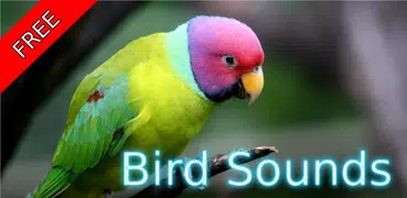 Bird Sounds Nature Sounds App