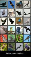 Bird Sounds Nature Sounds App Plakat