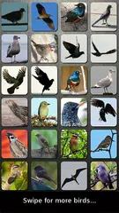 Bird Sounds Nature Sounds App APK download