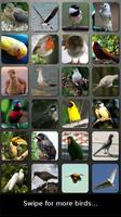 Aves Soundboard App captura de pantalla 1