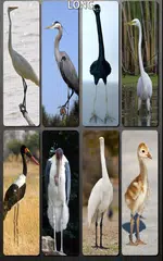 Bird Sounds Nature Sounds App APK download