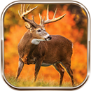 스나이퍼 3D 동물 사냥꾼 APK