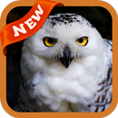 Snowy Owl Wallpaper APK