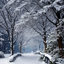 Snowfall Wallpaper 4K APK