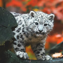 Snow Leopard Wallpaper APK