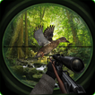 Oiseaux Chasse En Jungle 2017