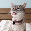 ”WAStickerApps Cat & Funny Cat 