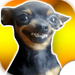 Chihuahuas Stickers icon