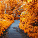 Fall wallpaper HD APK