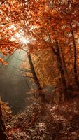 Fall wallpaper HD скриншот 1