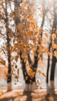Fall wallpaper HD скриншот 3