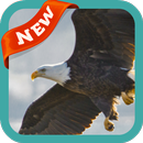 Soaring Eagle Wallpaper APK