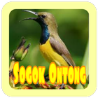 Suara Burung Sogok Ontong ikon