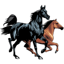 Horse breeds - Photos APK